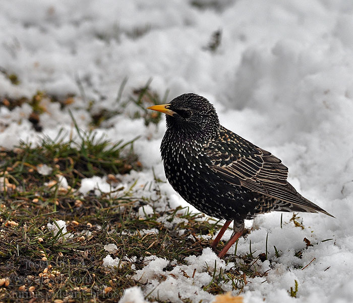 Sturnus vulgaris Star Szpak Škorec lesklý obyčajný