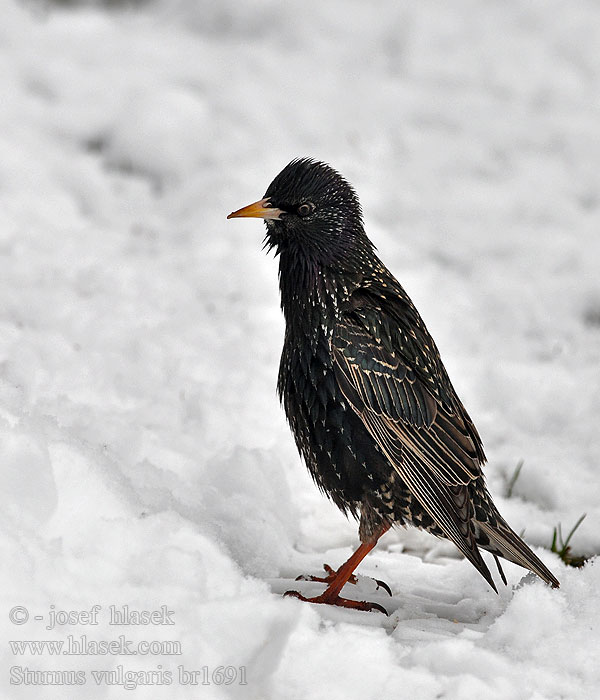 Sturnus vulgaris Špaček obecný Estornino pinto