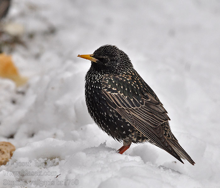 Sturnus vulgaris 紫翅椋鳥 Обыкновенный скворец