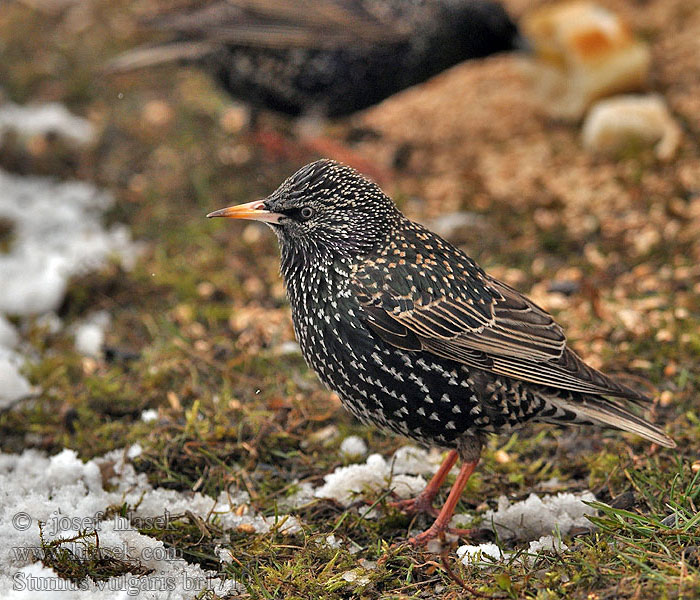 Sturnus vulgaris ホシムクドリ الزرزور 흰점찌르레기 Ψαρόνι