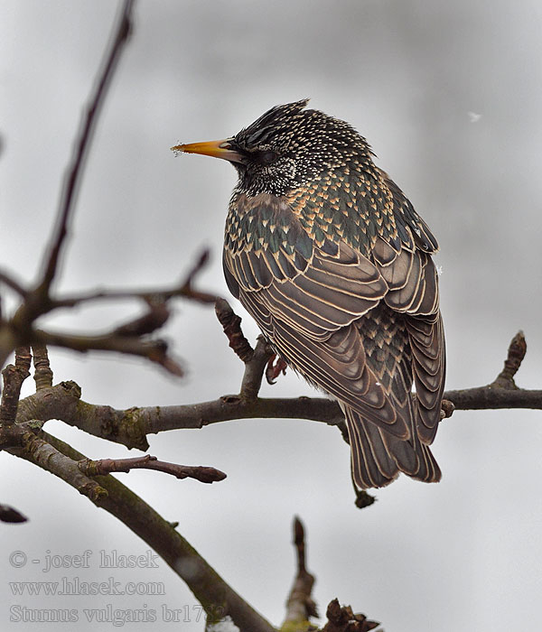 Sturnus vulgaris Estorinho-malhado Шпак Europese Spreeu Sığırcık זרזיר