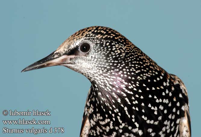 Sturnus vulgaris d378