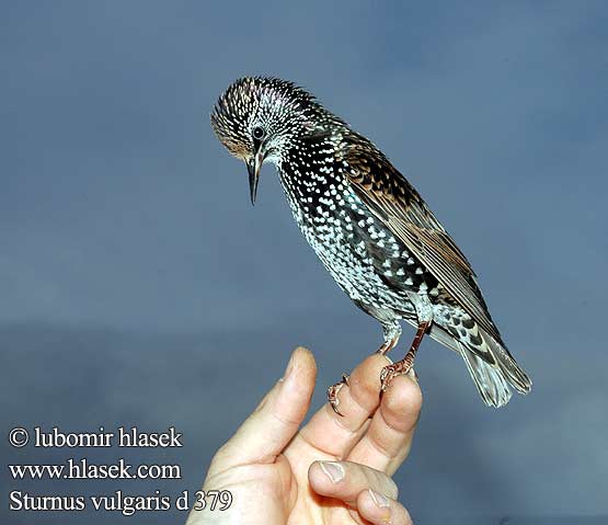 Sturnus vulgaris Estorinho-malhado Шпак