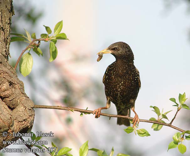 Sturnus vulgaris Шпак Europese Spreeu Sığırcık