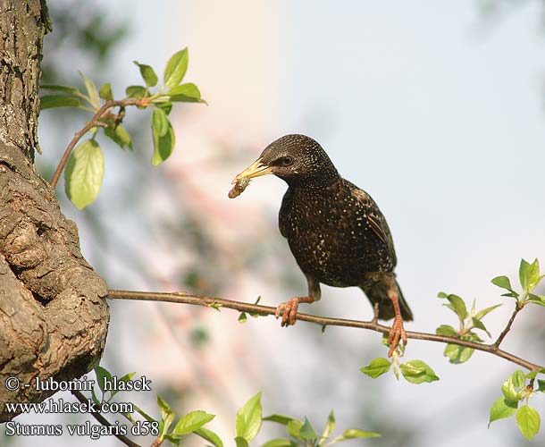 Sturnus vulgaris Europese Spreeu Sığırcık