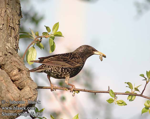 Sturnus vulgaris d59