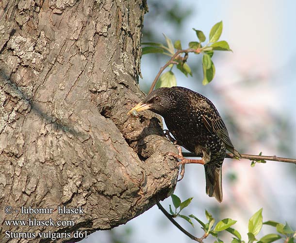 Sturnus vulgaris זרזיר European Starling Stær