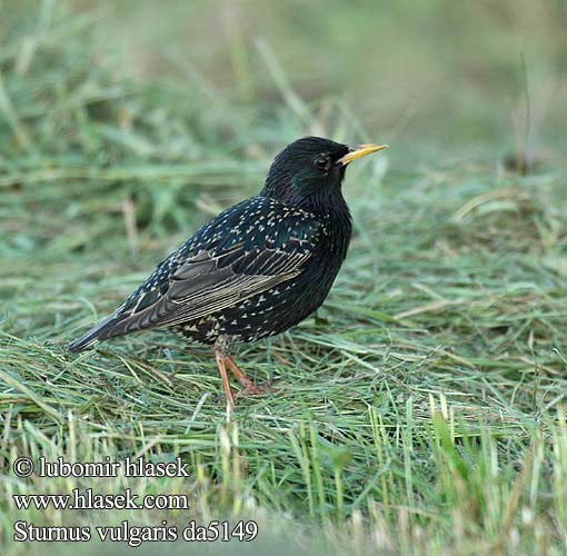 Sturnus vulgaris da5149