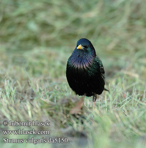 Sturnus vulgaris da5150