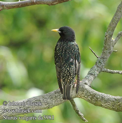 Sturnus vulgaris Storno Seregély Star