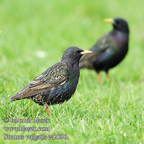 Sturnus vulgaris European Starling Stær Kottarainen