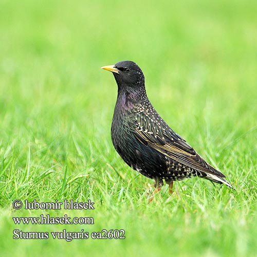 Sturnus vulgaris Kottarainen Etourneau sansonnet