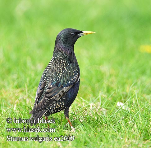 Sturnus vulgaris ea2609