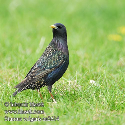 Sturnus vulgaris ea2614