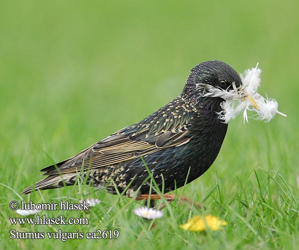 Sturnus vulgaris ea2619