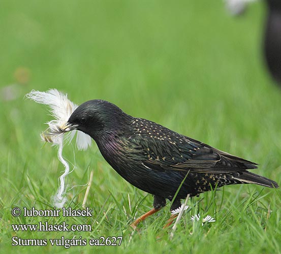 Sturnus vulgaris 紫翅椋鳥 Обыкновенный