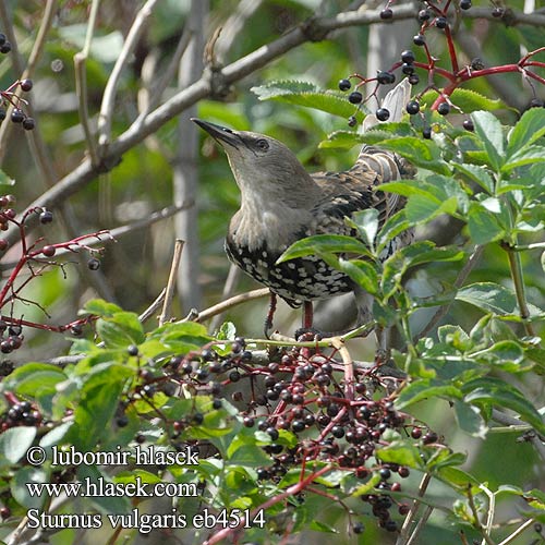 Sturnus vulgaris الزرزور 흰점찌르