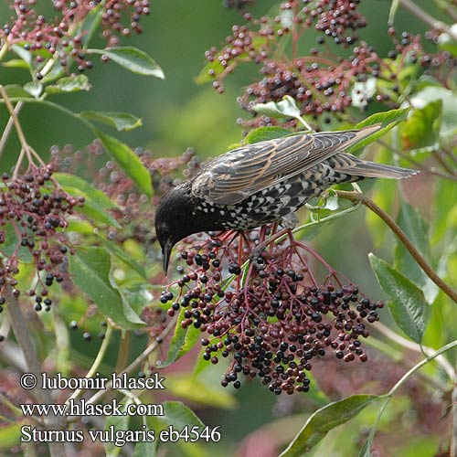 Sturnus vulgaris eb4546