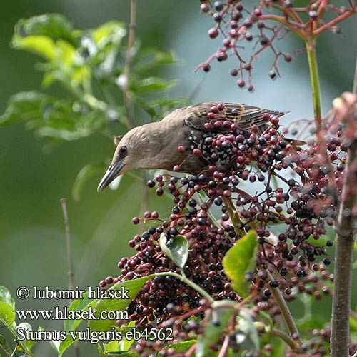 Sturnus vulgaris eb4569