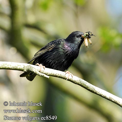 Sturnus vulgaris ec8549