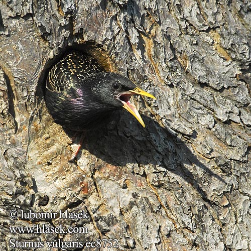 Sturnus vulgaris ec8752