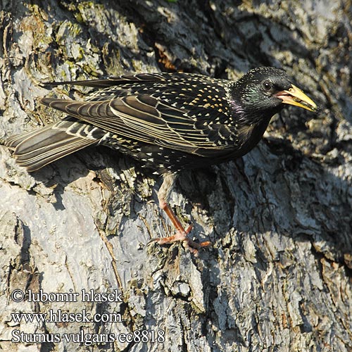 Sturnus vulgaris ec8818