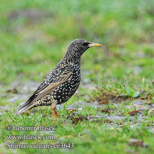 Sturnus vulgaris ee3643