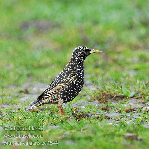 Sturnus vulgaris ee3644