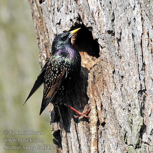 Sığırcık זרזיר Sturnus vulgaris