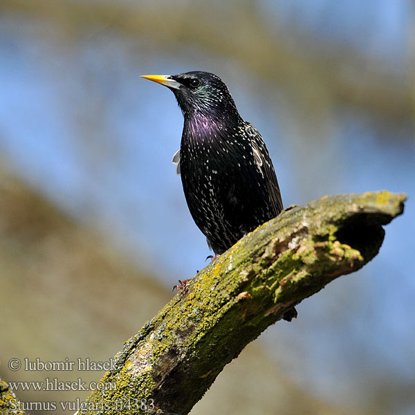 זרזיר Sturnus vulgaris European Starling