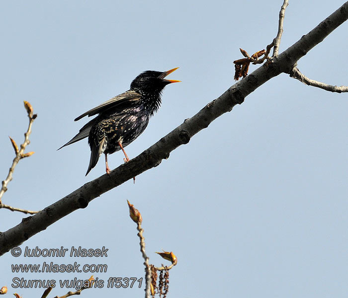 Sturnus vulgaris European Starling