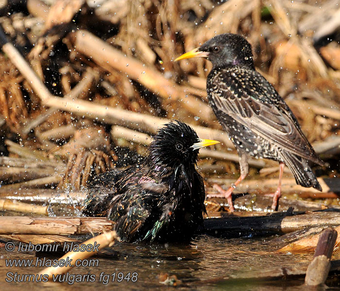 Sturnus vulgaris Stær