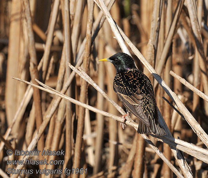 Sturnus vulgaris Kottarainen