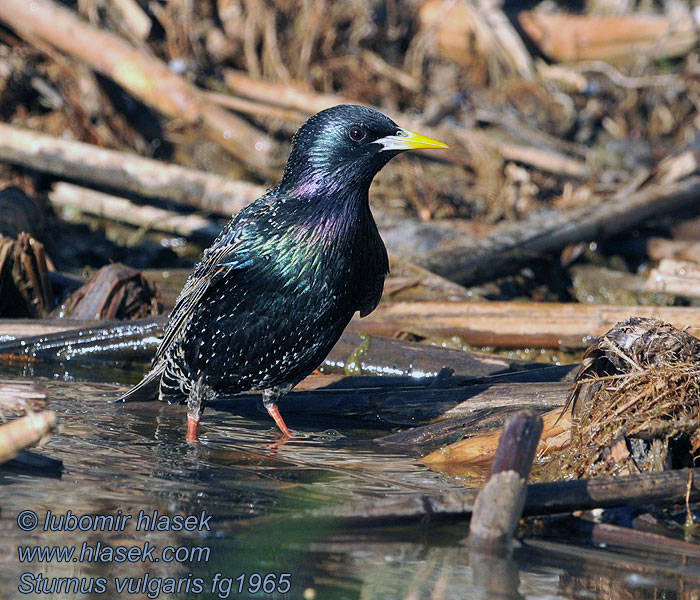 Sturnus vulgaris Etourneau sansonnet