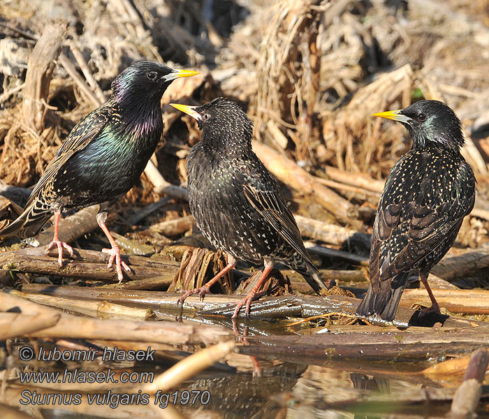 Sturnus vulgaris Spreeuw