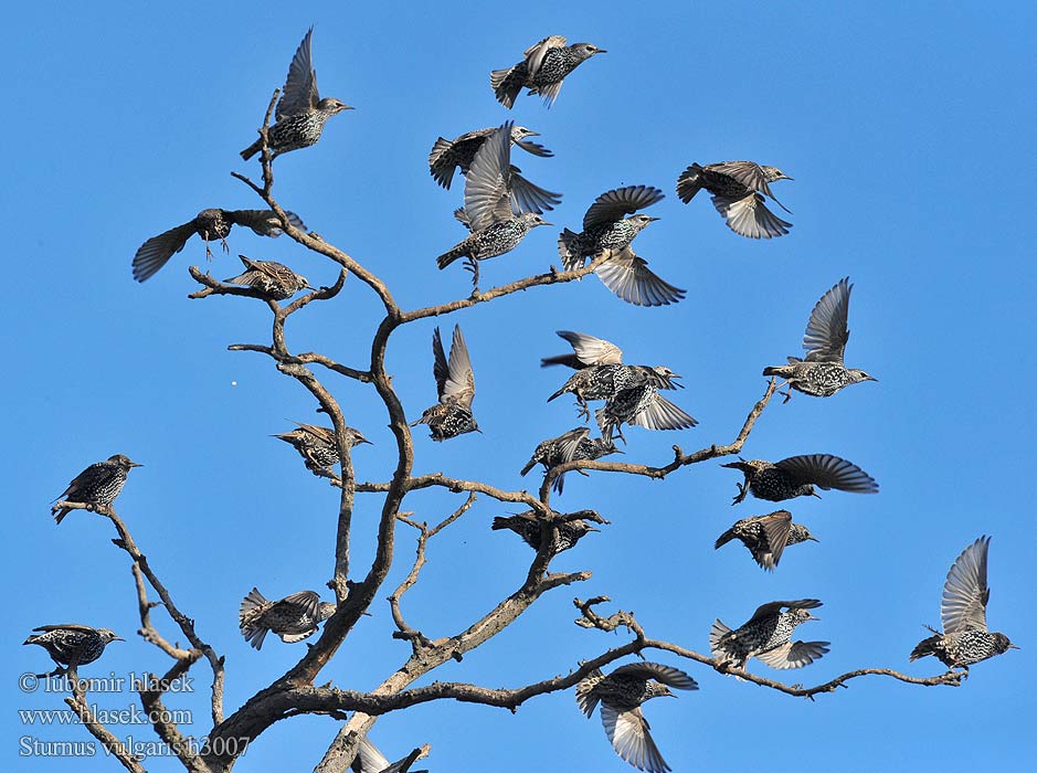 Sturnus vulgaris h3007