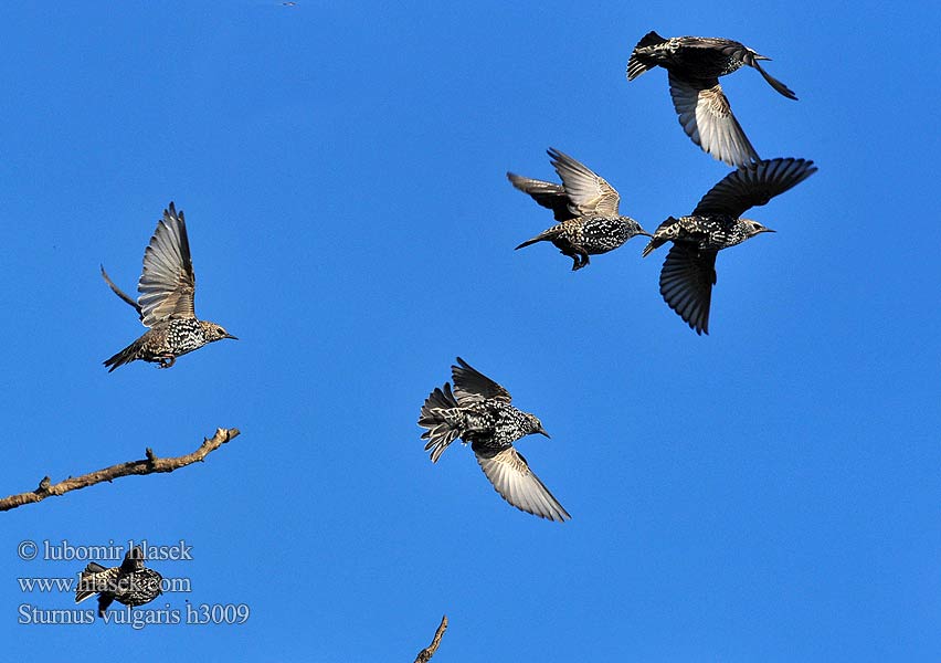 Sturnus vulgaris h3009