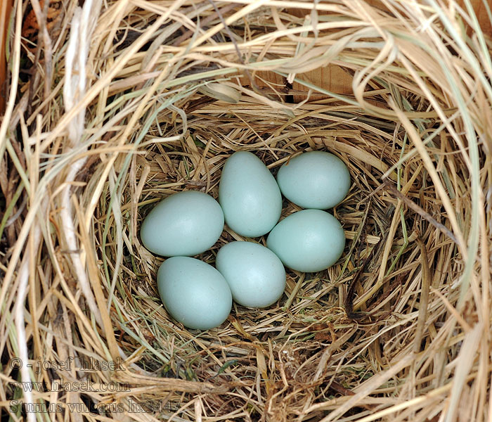 Sturnus vulgaris eggs vejce