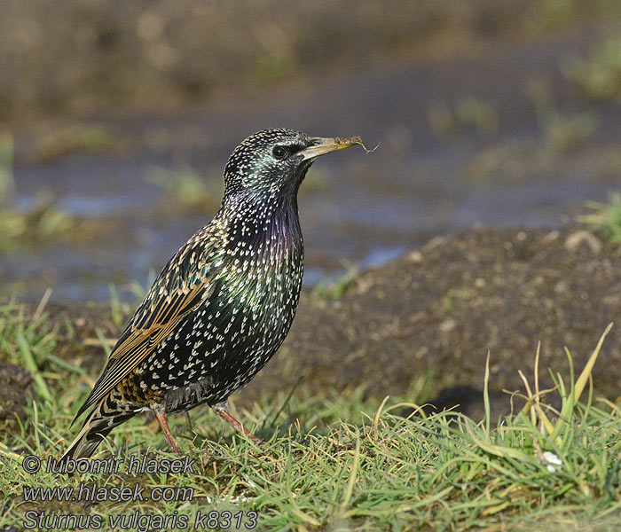 Sturnus vulgaris Storno