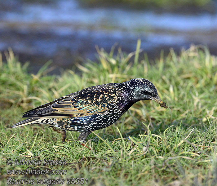 Sturnus vulgaris Škorec lesklý obyčajný