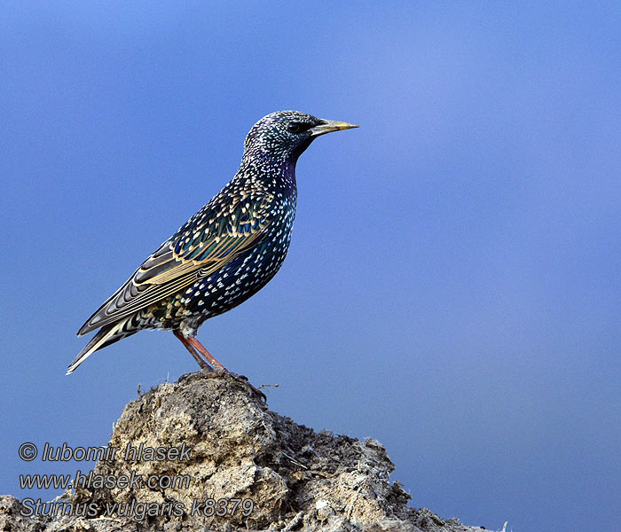 Sturnus vulgaris Špaček obecný