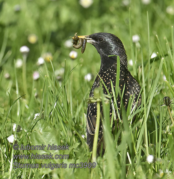 Sturnus vulgaris