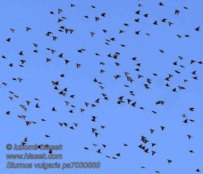 Sturnus vulgaris