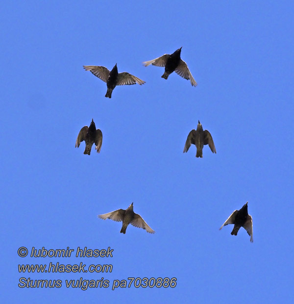 Sturnus vulgaris