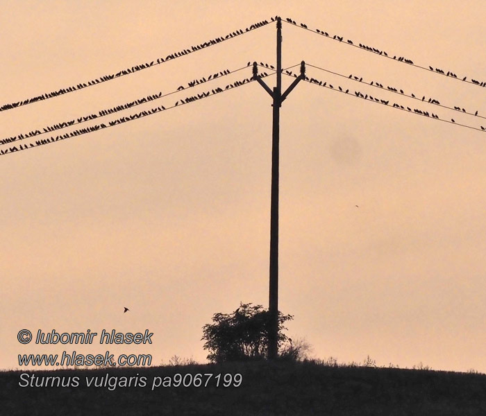 Sturnus vulgaris