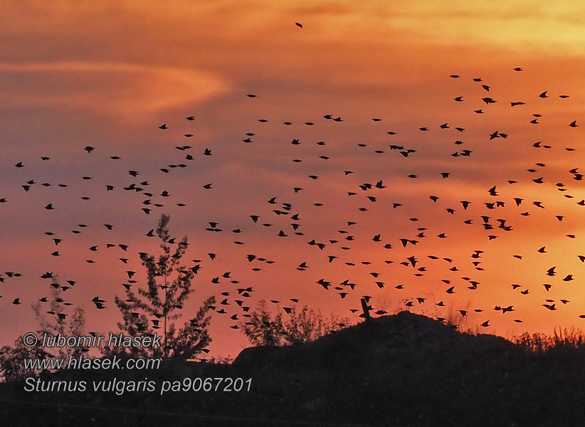 Sturnus vulgaris