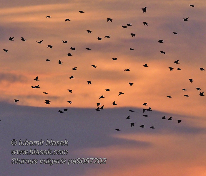 Sturnus vulgaris