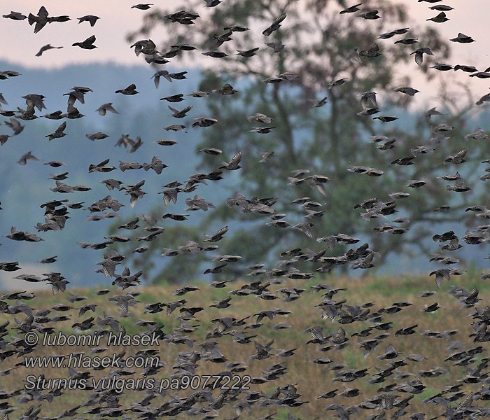 Sturnus vulgaris