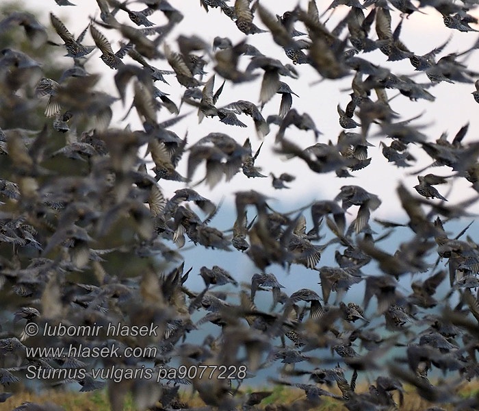 Sturnus vulgaris