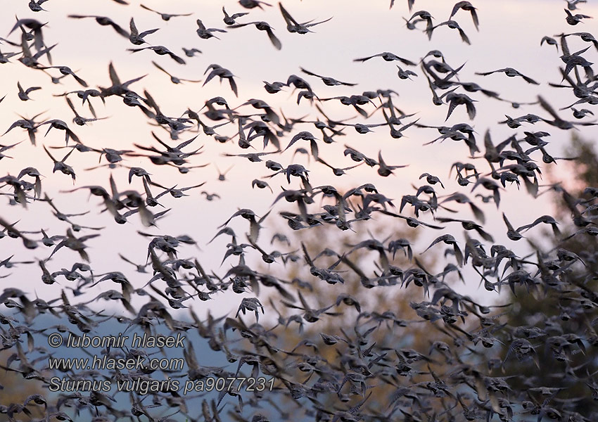 Sturnus vulgaris